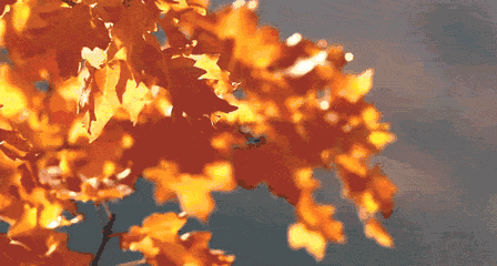 在最撩人的初秋，與“同桌的你”來一場(chǎng)邂逅